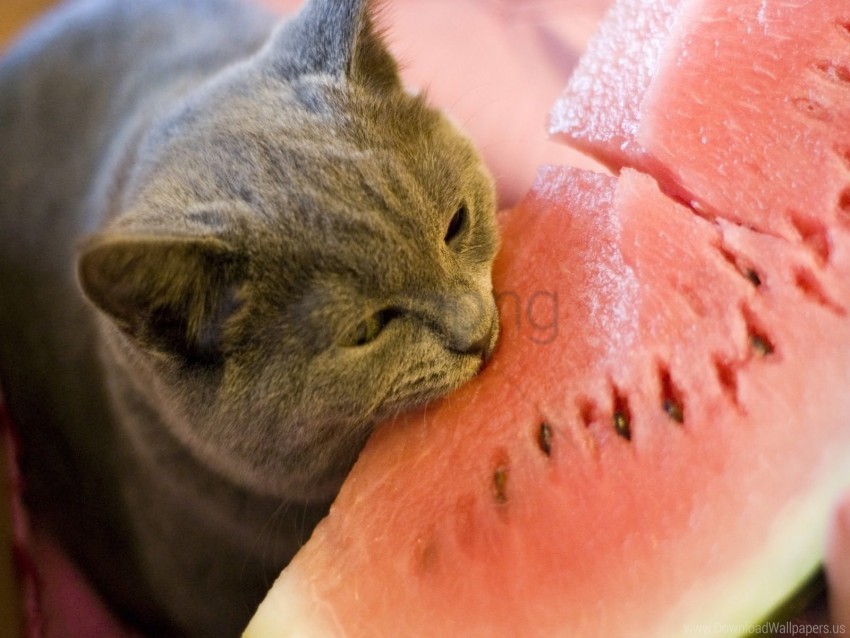 bite cat food watermelon wallpaper PNG files with transparency