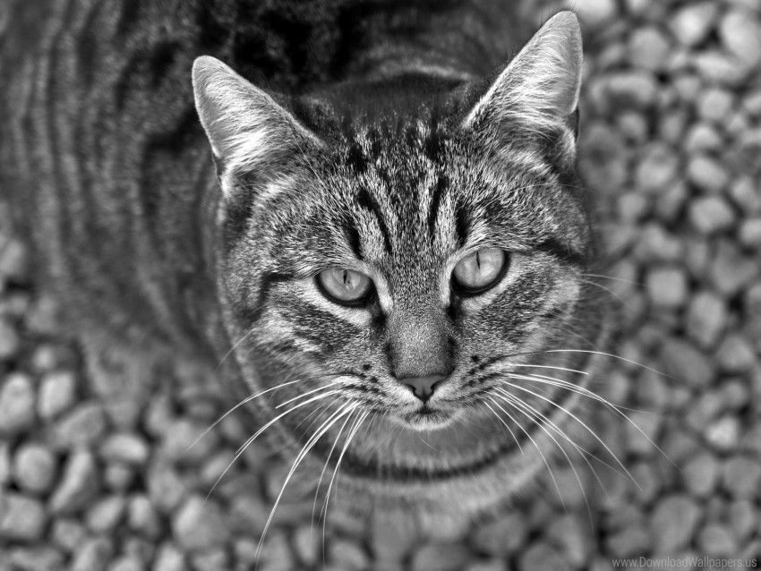 black and white cat eyes tabby wallpaper Clear PNG graphics
