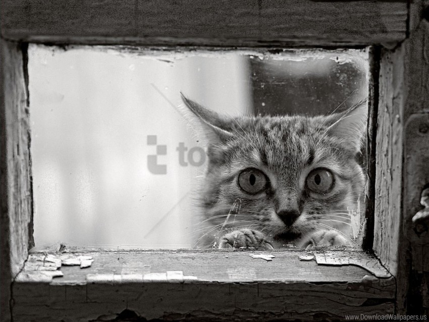 black and white cat face frame glass wood wallpaper High-definition transparent PNG