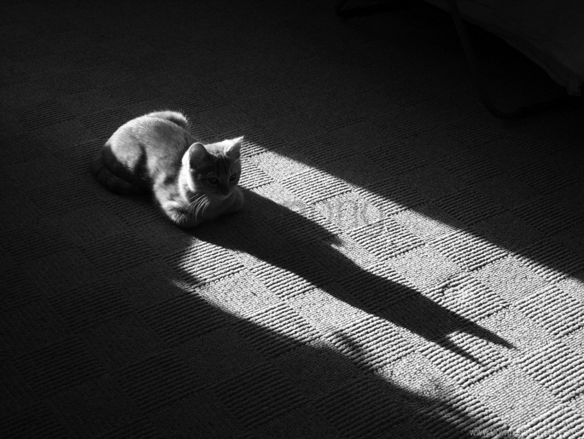 black and white cat floor lying muzzle shadow wallpaper PNG files with transparent backdrop