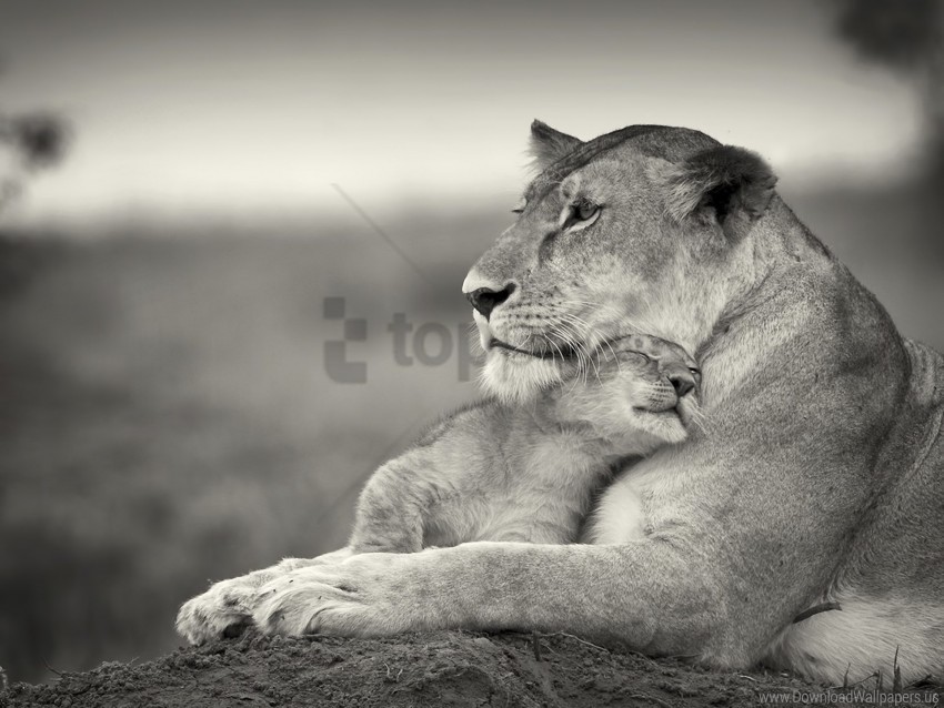 black and white couple cub lion wool wallpaper Transparent PNG images bundle