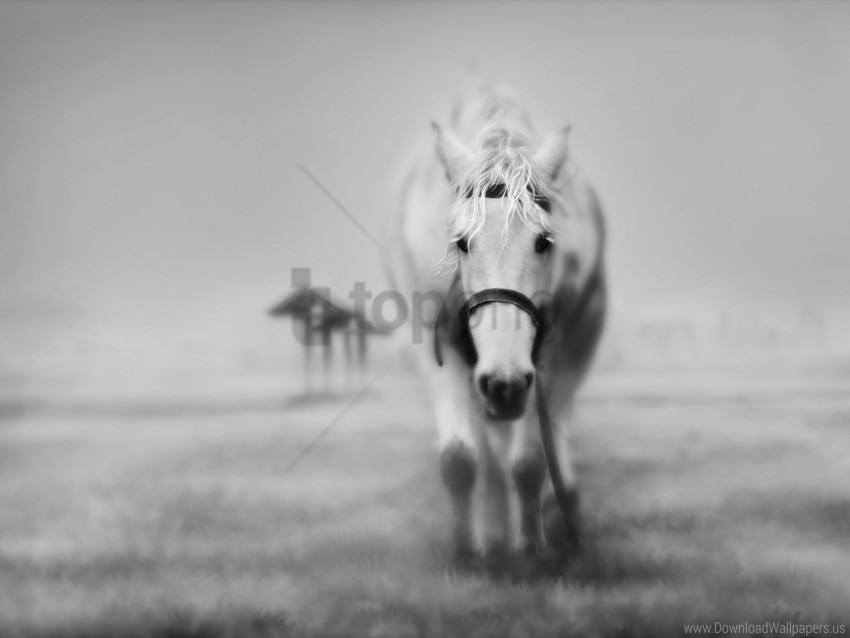 black and white face grass horses wallpaper Transparent PNG images wide assortment