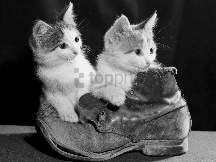 black and white kittens pair shoes sitting wallpaper PNG files with transparent canvas extensive assortment