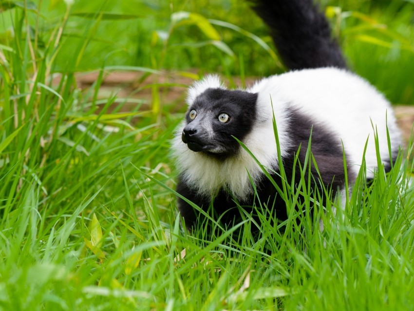 black-and-white ruffed lemur lemur grass walk wildlife PNG with no background required