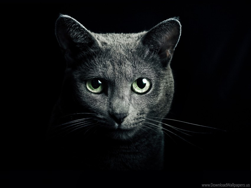 black black background blue eyes breed cat green eyes russian wallpaper PNG Image with Isolated Graphic