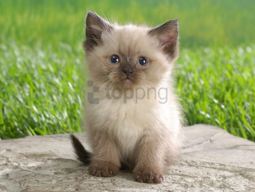 black boy fluffy kitten wallpaper PNG transparent graphics for projects