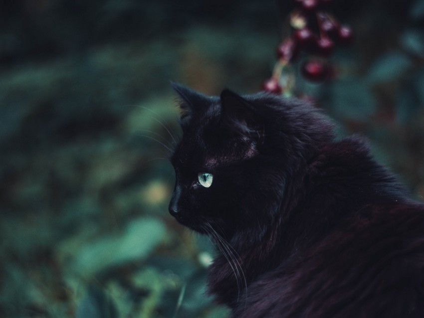 black cat cat fluffy sight PNG with transparent bg