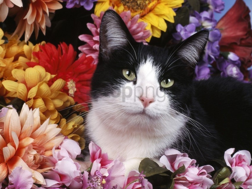black cat cats flowers white wallpaper Transparent PNG pictures for editing