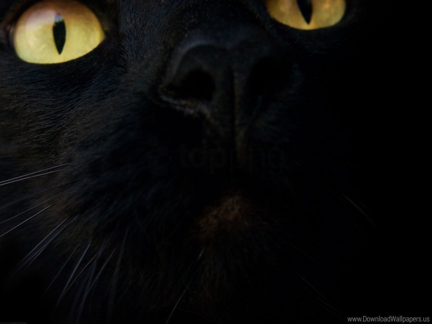 black cat eyes muzzle wallpaper Free PNG images with alpha channel compilation