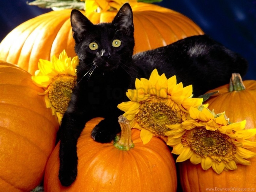 Black Cat Pumpkin Sit Wallpaper PNG File With Alpha