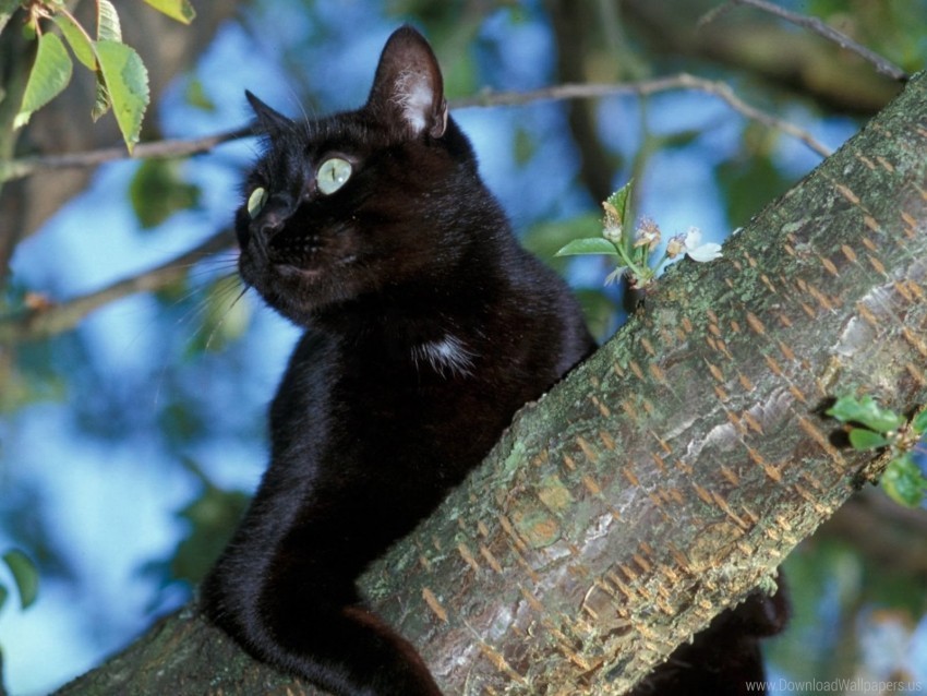 black cat sit tree wallpaper PNG Image Isolated with Transparent Detail