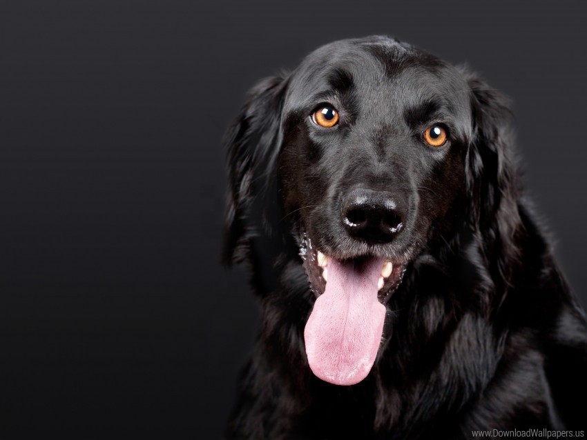 black dog hovawart muzzle protruding tongue wallpaper PNG Image with Clear Isolation