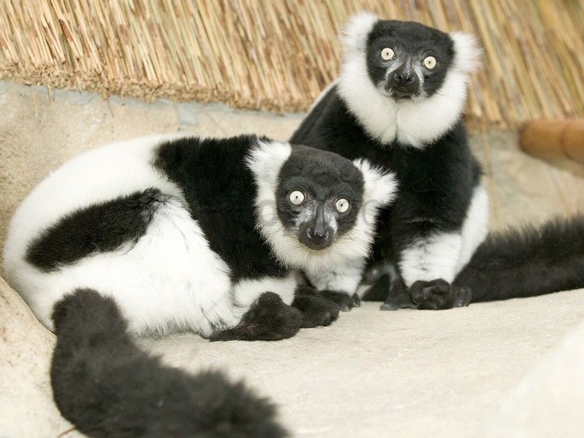 black lemur unusual white wallpaper PNG transparent backgrounds