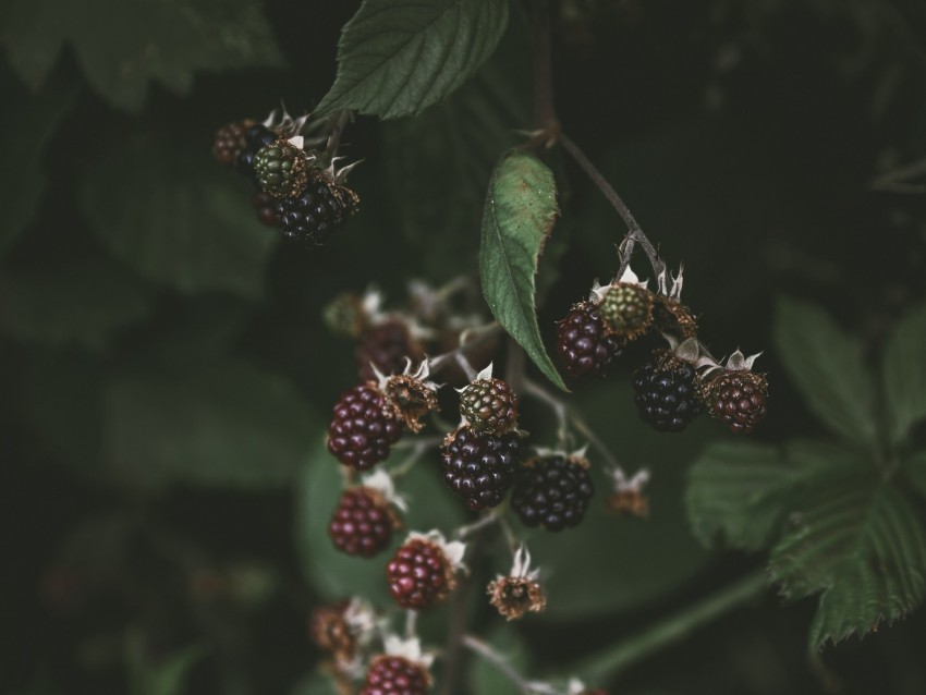blackberry raspberry berries macro blur PNG no background free 4k wallpaper