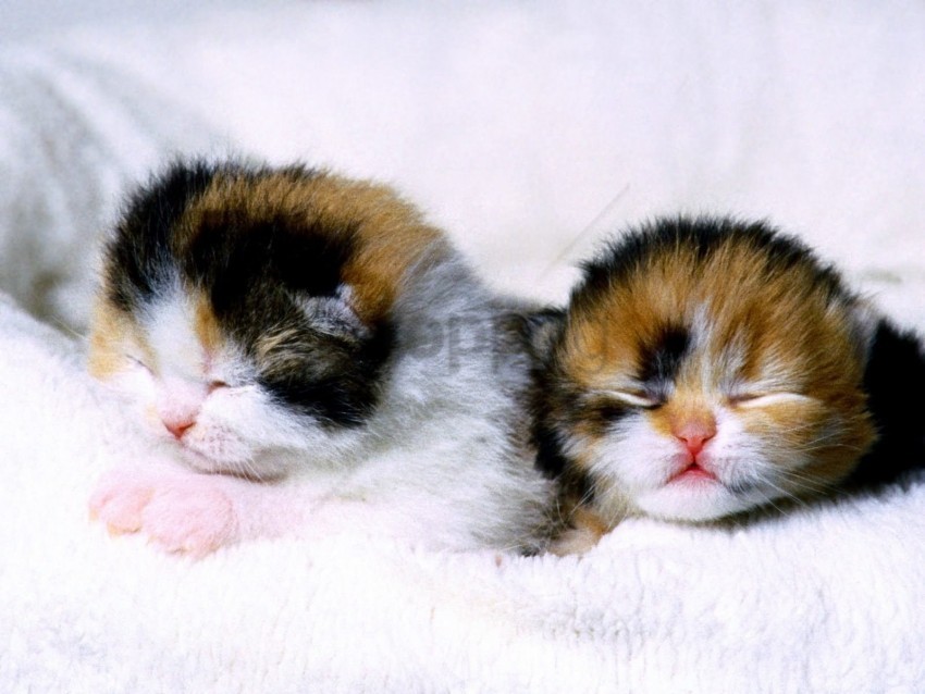 blind couple kittens newborn wallpaper PNG for online use