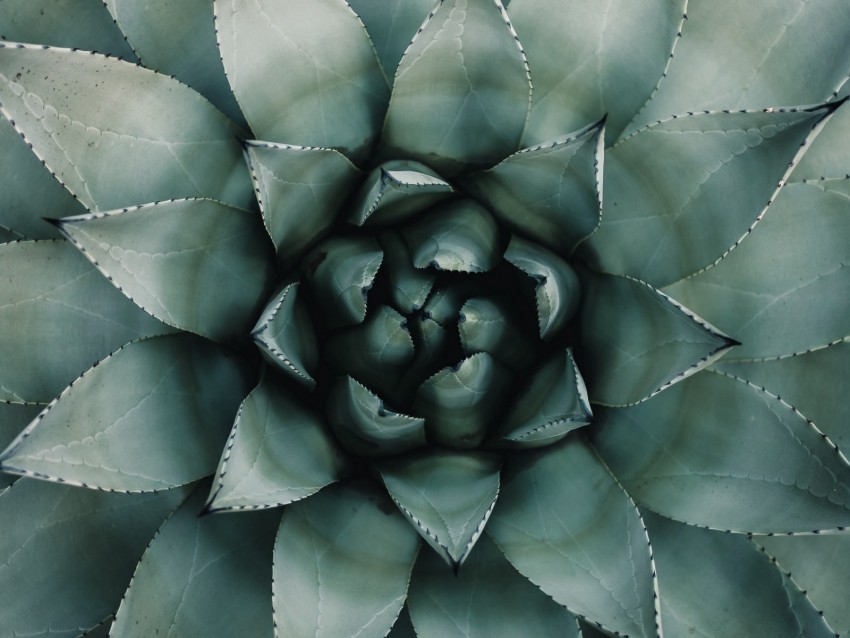 blue agave agave symmetry plant leaves PNG images without watermarks 4k wallpaper