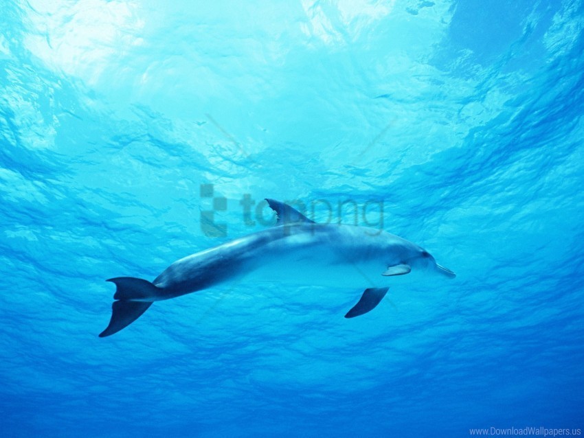 blue deep dolphin wallpaper Transparent PNG Isolated Illustration