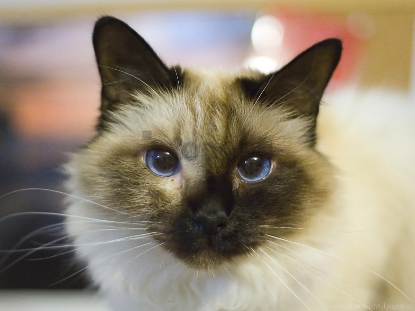 blue-eyed cat eyes face sad wallpaper High-resolution transparent PNG images set