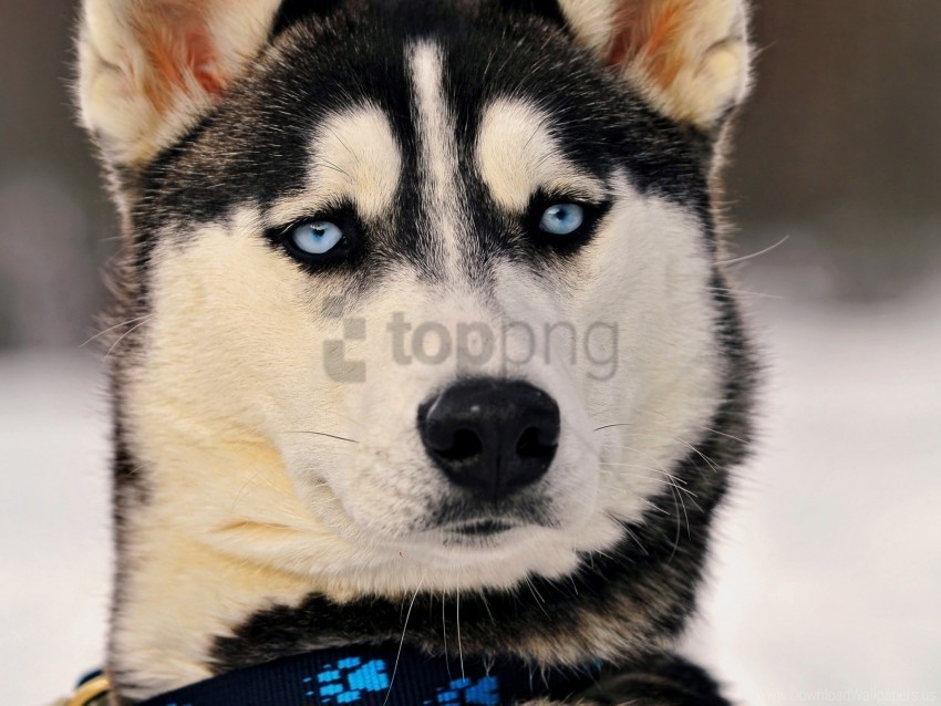 blue-eyed dog husky muzzle wallpaper Transparent Background Isolation of PNG