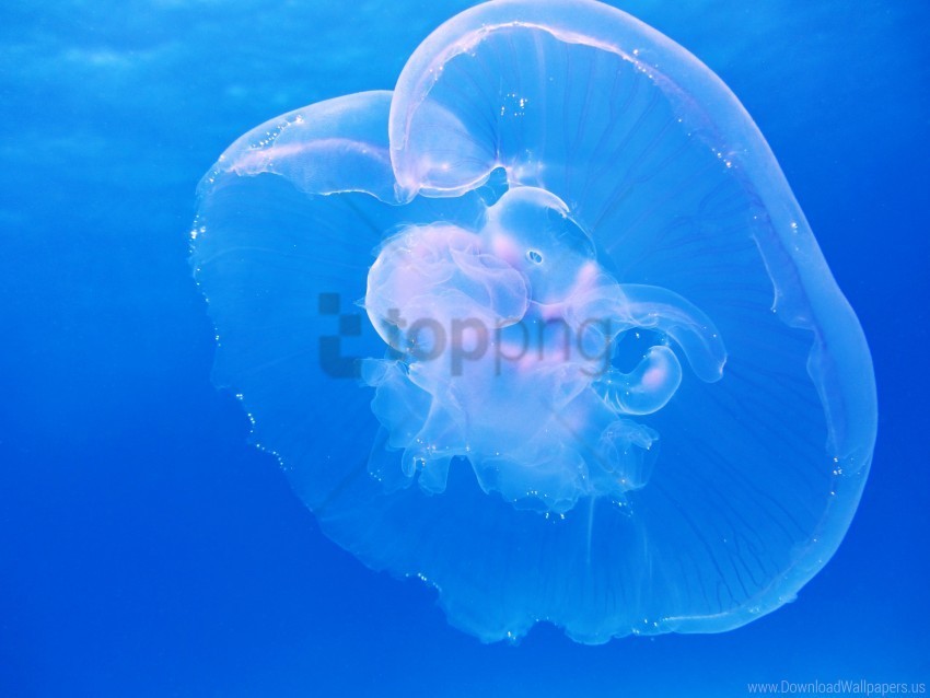 Blue Jellyfish Underwater Wallpaper PNG Images Transparent Pack