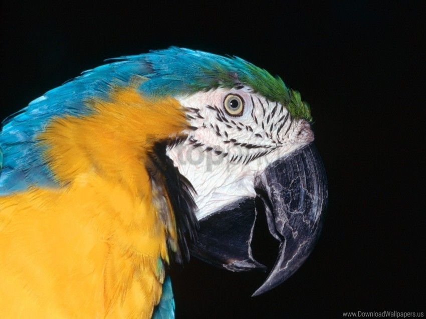 blue macaw yellow wallpaper Isolated Subject in HighQuality Transparent PNG