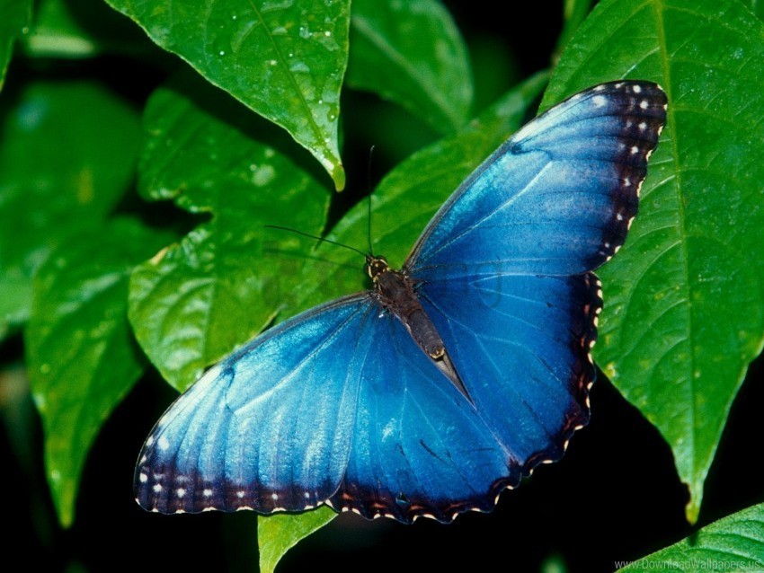 blue morpho wallpaper Isolated Artwork in HighResolution Transparent PNG