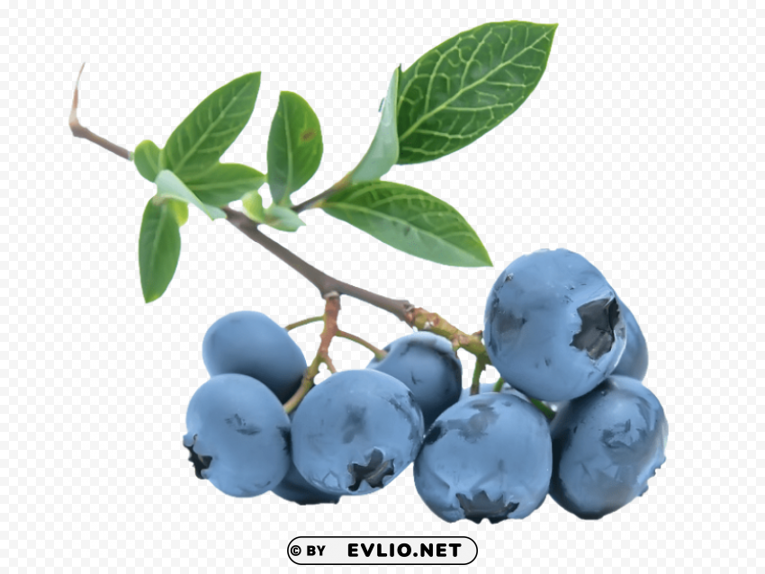 blueberries Clear Background PNG Isolated Subject