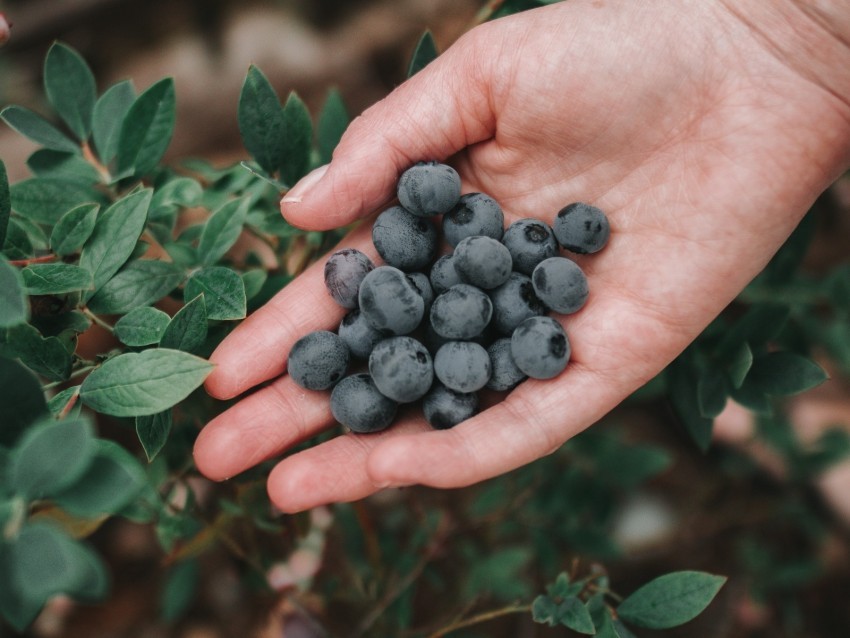 blueberries berries ripe hand bush PNG with alpha channel for download 4k wallpaper