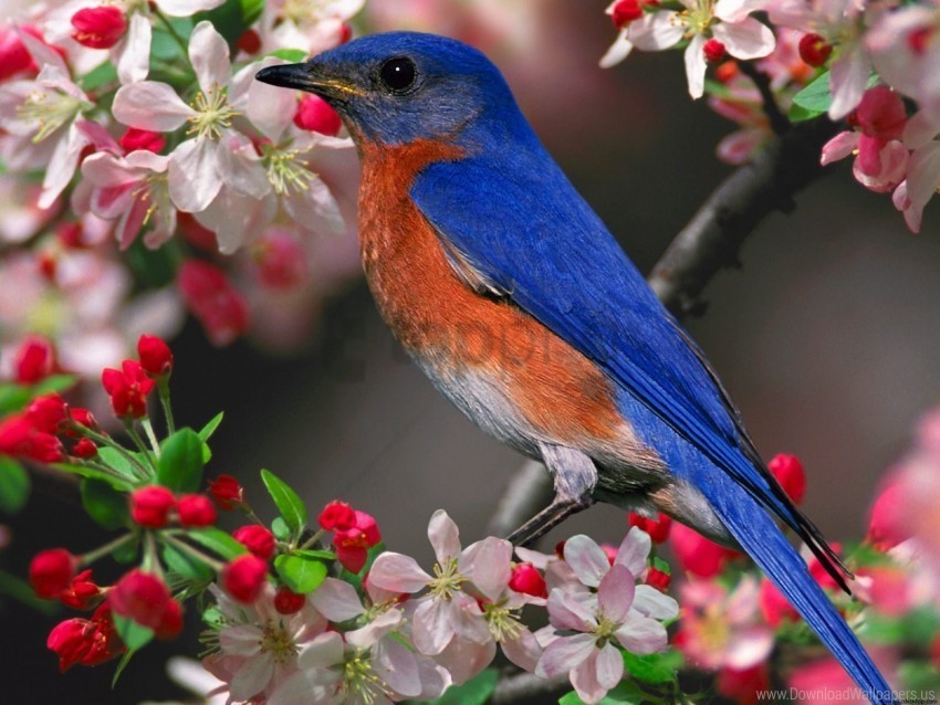 Bluebird Wallpaper Clear PNG Image