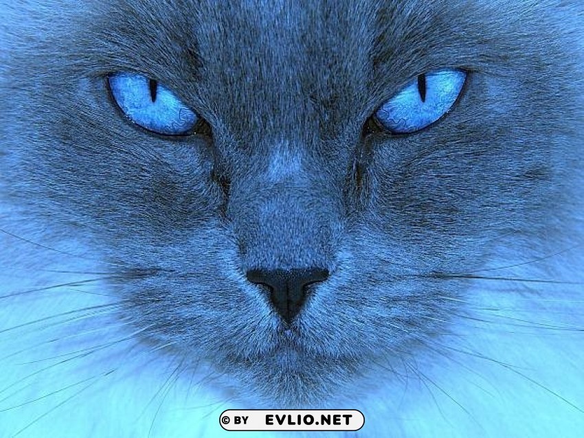 bluecat PNG with no cost