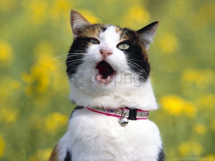 blur cat dog collar screaming wallpaper Isolated Element with Transparent PNG Background