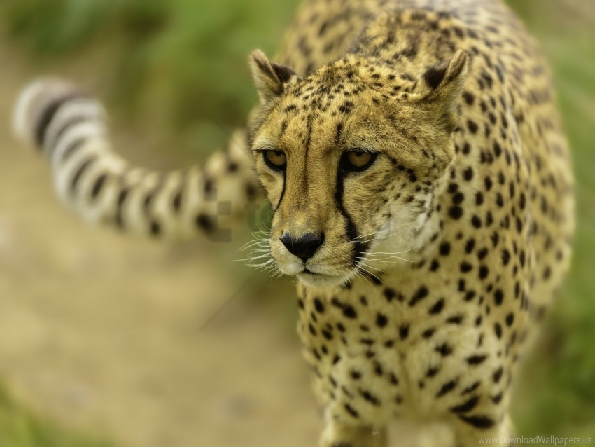 blurring cheetah face wallpaper PNG images with transparent canvas comprehensive compilation