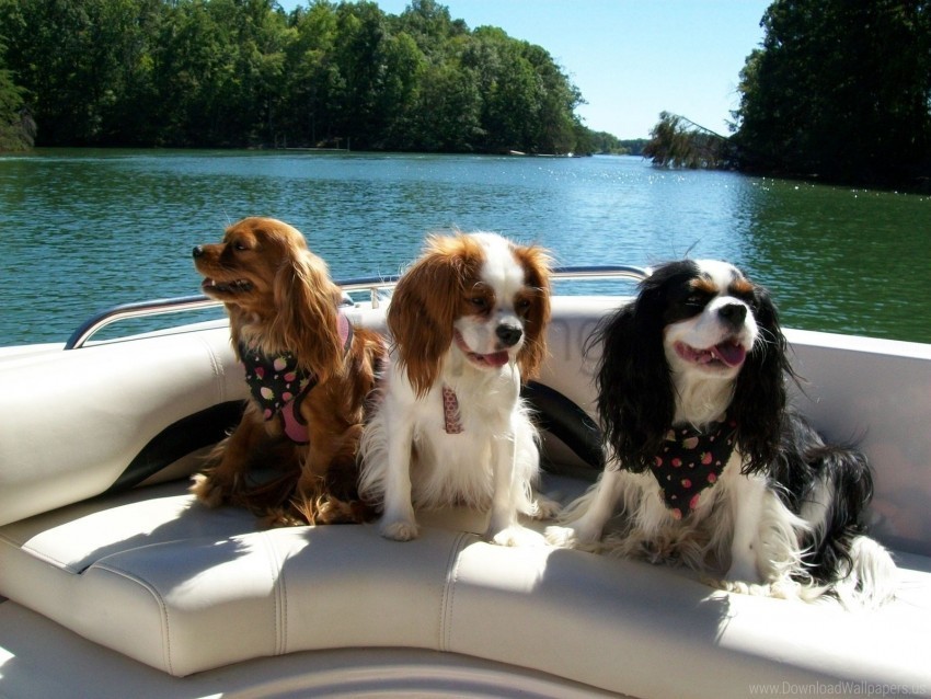 boat dogs river swim three wallpaper PNG images without licensing