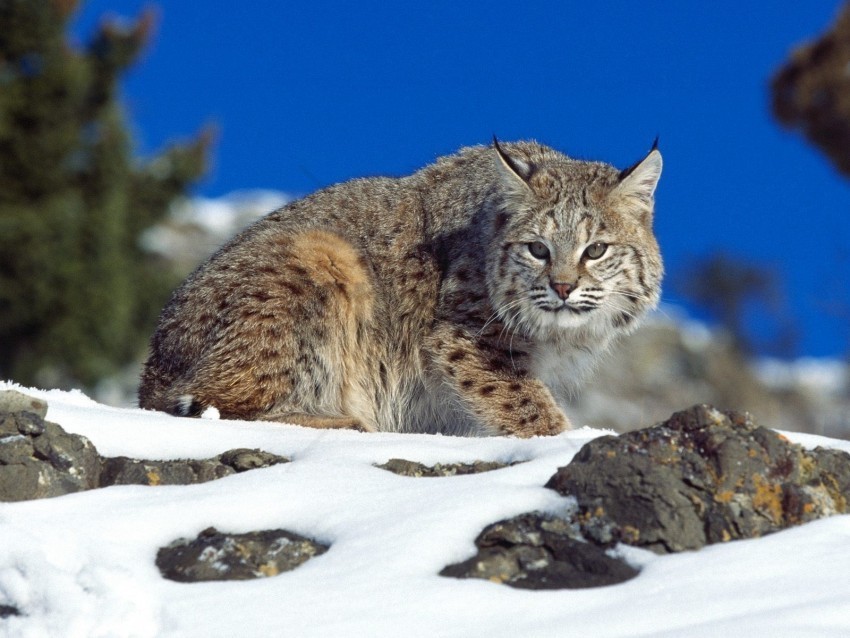 bobcat cold stare wallpaper Isolated Item on HighResolution Transparent PNG