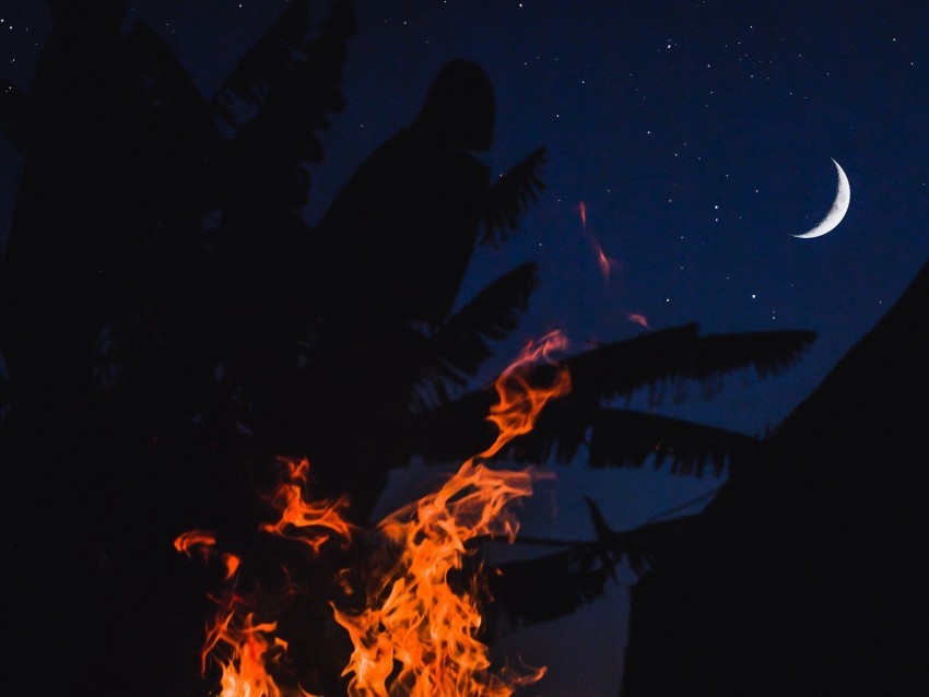bonfire fire night palm moon starry sky PNG Graphic with Isolated Clarity