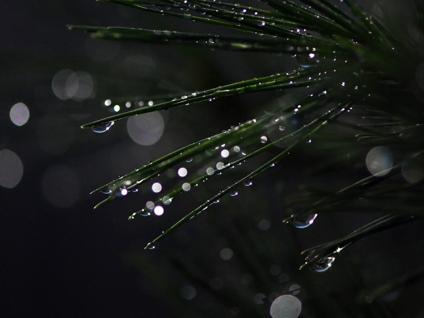 bonsai needles wet drops moisture bokeh PNG Image with Transparent Isolated Design 4k wallpaper