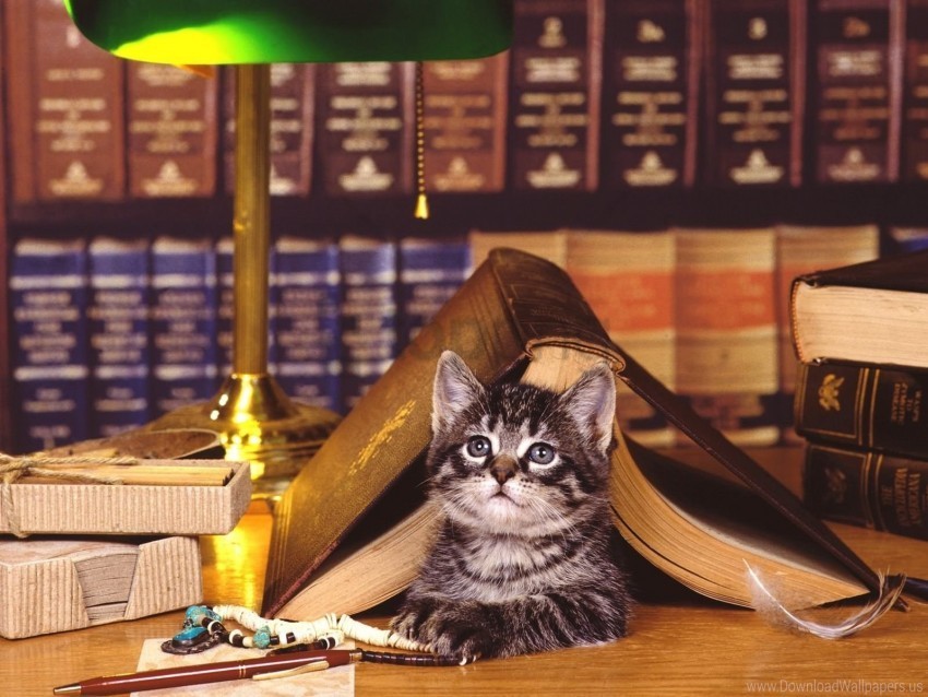 book cat face library lying wallpaper Free PNG images with transparent background