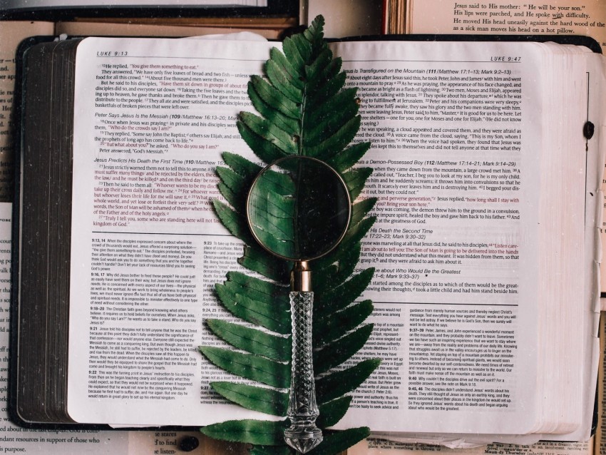 book fern magnifier branch leaf PNG images for advertising