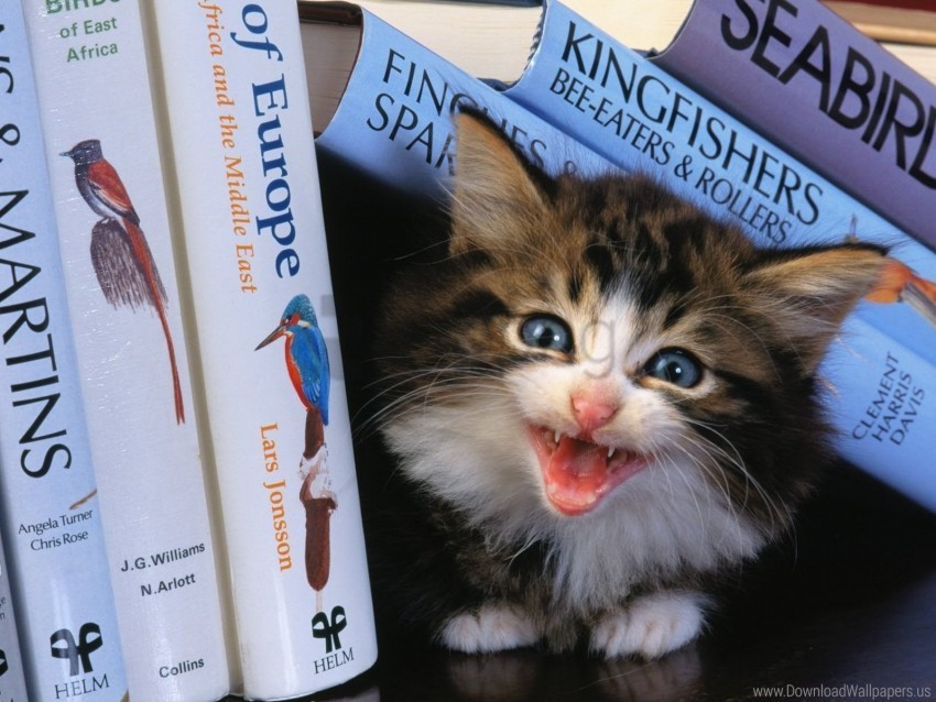 books cry kitten wallpaper PNG images with transparent layer
