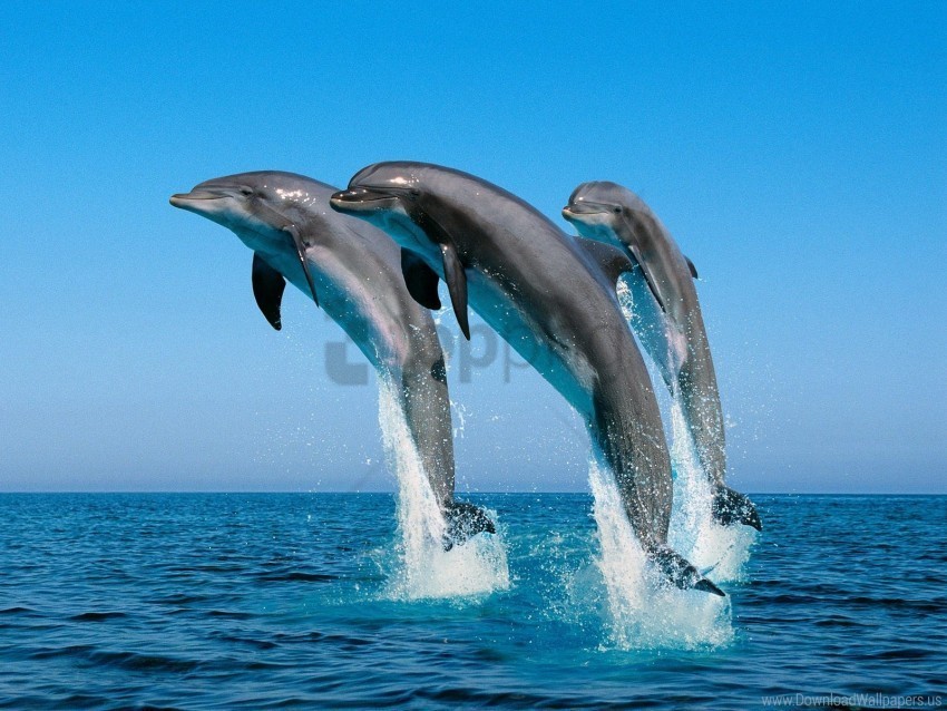 bottlenose dolphins wallpaper PNG files with clear background