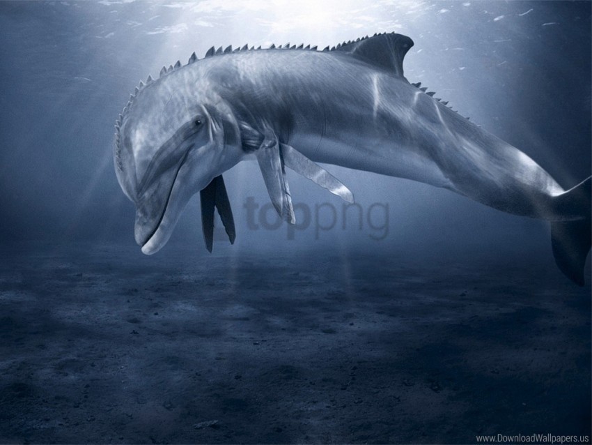 bottom dolphin swim underwater wallpaper PNG Graphic with Clear Background Isolation