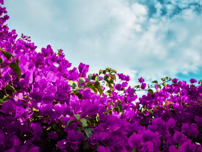 bougainvillea flowers purple bloom sky clouds Transparent Background Isolated PNG Icon