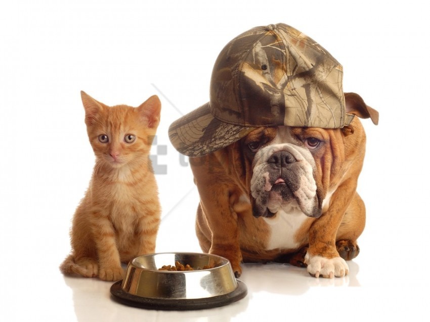bowl bulldog cap dog kitten wallpaper PNG format
