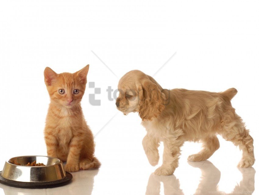 bowl food friends kitten puppy wallpaper PNG for mobile apps