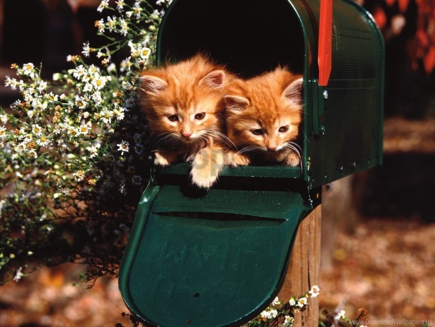 box couple kittens sitting wallpaper PNG images for banners