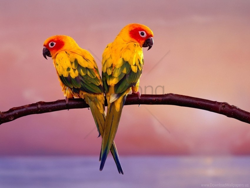 branch color parrots sit tail wallpaper Transparent art PNG