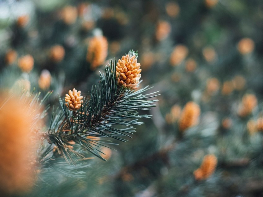 branch cones spruce needles macro Isolated Object with Transparent Background PNG