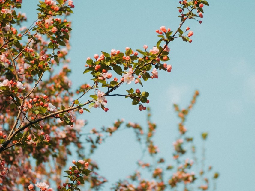 branch flowers spring sky bloom PNG images without restrictions 4k wallpaper