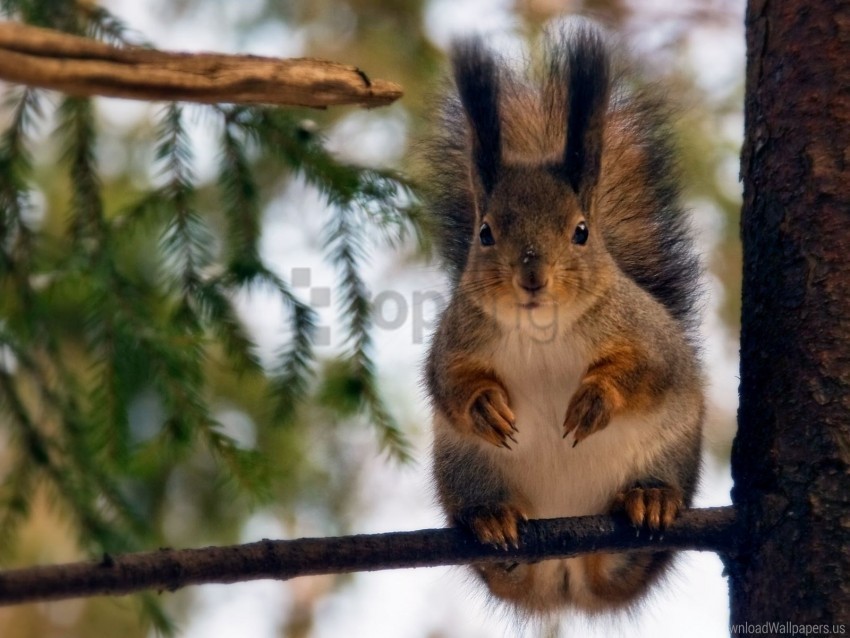 branch forest sit squirrel wallpaper PNG files with clear background variety