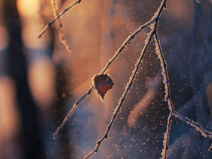 branch frost glare bokeh snow winter macro Transparent Background PNG Isolated Item